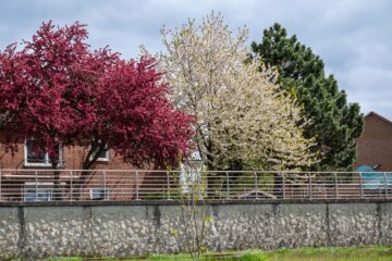 Edeltraud - Finkenwerder 02.05.2023 - 3 Bäume