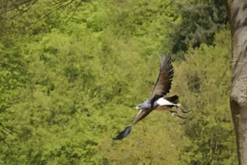 Leif - Wildpark Schwarze Berge 06.05.2023 - Abflug