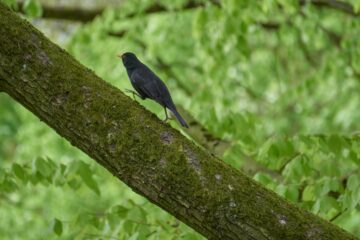 Leif - Wildpark Schwarze Berge 06.05.2023 - Aufwärts