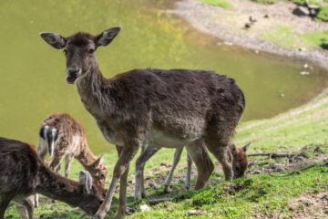 Edeltraud - Wildpark Schwarze Berge 06.05.2023 - Damwild Familie