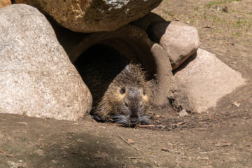 Edeltraud - Wildpark Schwarze Berge 06.05.2023 - Erst mal sehen, wer da ist