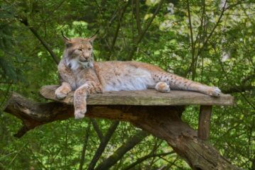 Leif - Wildpark Schwarze Berge 06.05.2023 - Faultier