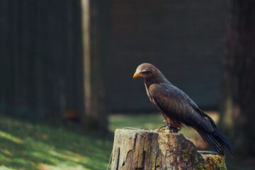 Nadine Gutmann - Wildpark Schwarze Berge 06.05.2023 - Finding peace