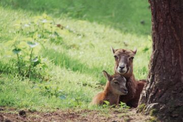 Nadine Gutmann - Wildpark Schwarze Berge 06.05.2023 - Geborgenheit