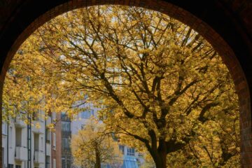 Leif - Hauptkirche St. Michaelis 17.04.2023 - Herbst