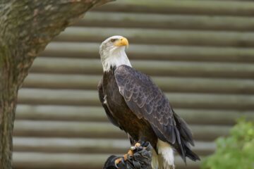 Leif - Wildpark Schwarze Berge 06.05.2023 - Im Blick