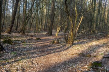 Edeltraud - Challenge 77: 01.05 - 14.05.2023 - Im Wald