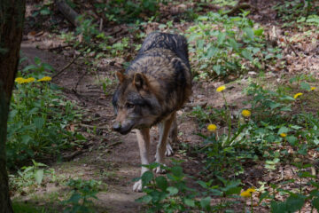 Bodo Jarren - Wildpark Schwarze Berge 06.05.2023 - Man sieht sie doch