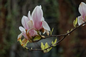 Bodo Jarren - 3.Dienstag Ottensen 18.04.2023 - Ottensener Magnolie