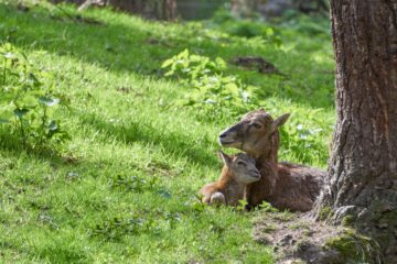 Leif - Wildpark Schwarze Berge 06.05.2023 - Platz an der Sonne