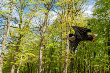 Edeltraud - Wildpark Schwarze Berge 06.05.2023 - Seeadler