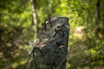 Hartmut Teschemacher- Besenhorster Sandberge 13.05.2023 - Detail