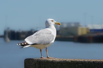 Leif - Cuxhaven 03.06.2023 - Grimaldi