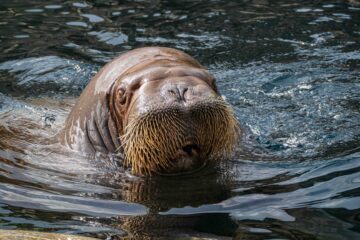 Wolfgang Gutzeit - Götheborg 22.-24.05.2023 - Hagenbeck 1