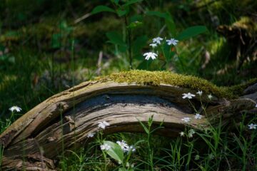 Bodo Jarren - Besenhorster Sandberge 13.05.2023 - Ohne Moos nix los