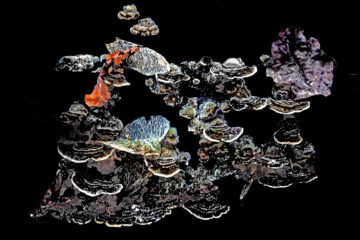 Galerie Sabine Poppe
