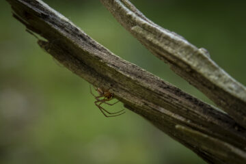 Hartmut Teschemacher- Besenhorster Sandberge 13.05.2023 - Spinne