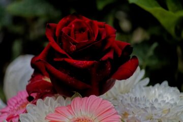 Bodo Jarren - Ohlsdorfer Friedhof 25.07.2023 - Eine rote Rose