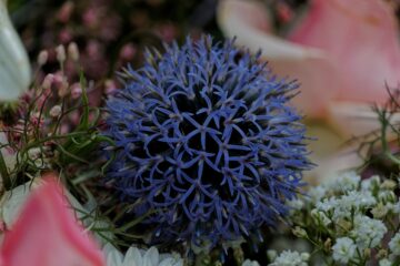 Bodo Jarren - Ohlsdorfer Friedhof 25.07.2023 - Kugeldistel Taplow Blue