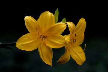 Bodo Jarren - Ohlsdorfer Friedhof 25.07.2023 - Lilien