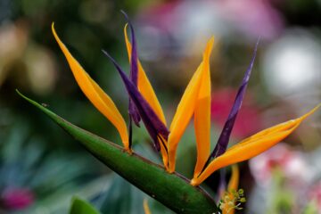 Bodo Jarren - Ohlsdorfer Friedhof 25.07.2023 - Paradiesvogel