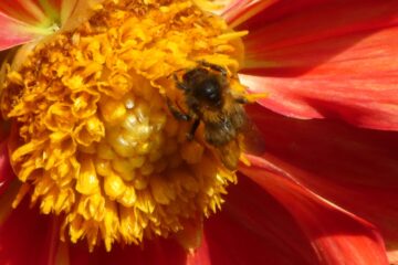 Peter Weise - Dahliengarten 21.08.2023 - Biene bei der Arbeit