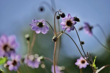 Susanne Wahl - Dahliengarten 21.08.2023 - Blauer Himmel