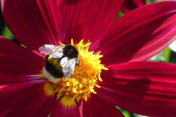 Peter Weise - Dahliengarten 21.08.2023 - Brummel-Hummel