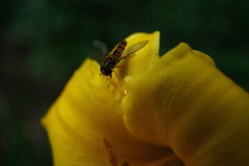 Brigitte - Dahliengarten 21.08.2023 - Hausbesuch