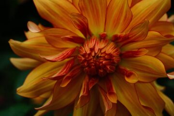 Brigitte - Dahliengarten 21.08.2023 - Zart Rot berändert