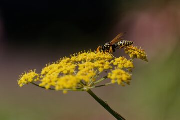 Bodo Jarren - Dahliengarten 21.08.2023 - Mit Insekt