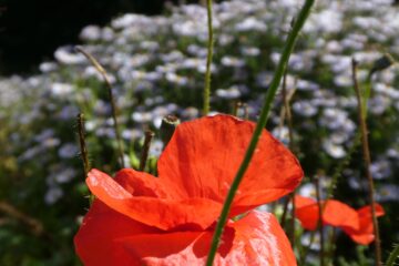 Peter Weise - Dahliengarten 21.08.2023 - Poppy