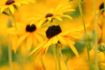 Susanne Wahl - Dahliengarten 21.08.2023 - Rudbeckien