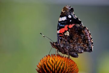 Bodo Jarren - Dahliengarten 21.08.2023 - Schmetterling beim Brunch