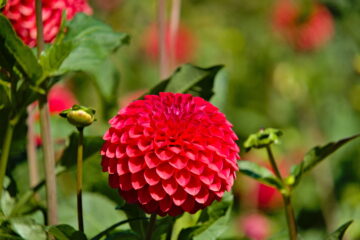 Bernd Mattern - Dahliengarten 21.08.2023 - Diese Farbe!