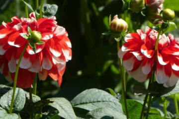 Peter Weise - Dahliengarten 21.08.2023 - Puschelige Blüten