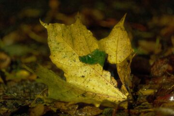 Brigitte - Challenge 88: 02.10 - 15.10.2023 - Yellow autum