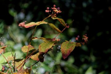 Bodo Jarren - Arboretum Marienhof 09.09.2023 - Hypericum-Blätter