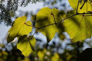 Bodo Jarren - Arboretum Marienhof 09.09.2023 - Leuchtende Blätter