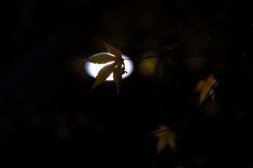 Brigitte - Barmbek Nord Nacht 21.11.2023 - Natur im Lichtkegel