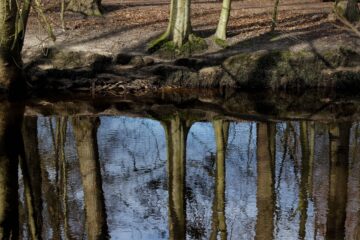 Bodo Jarren - Klein Borstel Alsterweg - 05.03.2024 - Bäume in der Spiegelung