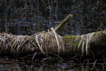 Bodo Jarren - Klein Borstel Alsterweg - 05.03.2024 - Baum liegt lang