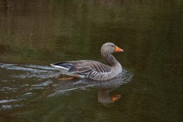 Bodo Jarren - Klein Borstel Alsterweg - 05.03.2024 - Gans schön schnell