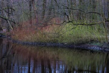 Bodo Jarren - Klein Borstel Alsterweg - 05.03.2024 - Schöne Farben