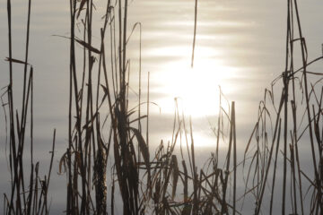 Sabine Poppe - Challenge 101: 01.04 - 14.04.2024 - Sonnenstrahlen auf der Alster