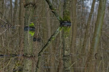 Matthias - Klein Borstel Alsterweg - 05.03.2024 - Sumpfbäume