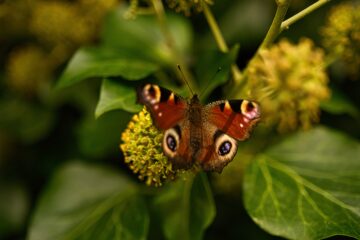 Brigitte - Ratzeburg - 07.09.2024 - Aglais io