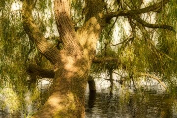 Brigitte - Ratzeburg - 07.09.2024 - Baum am See