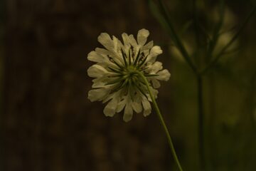 Brigitte - Ahrensburg - 03.08.2024 - Nature Life