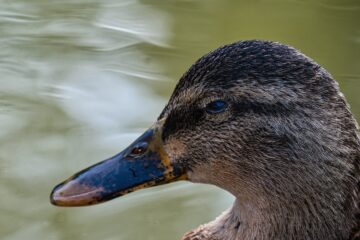 Brigitte - Challenge 112: 02.09 - 15.09.2024 - Ente